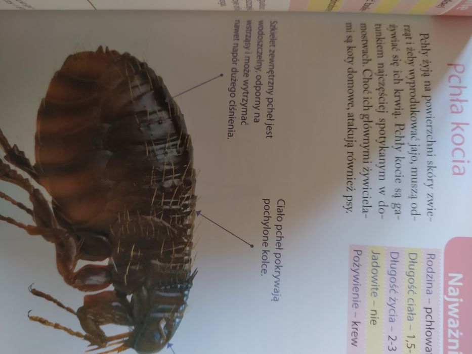 Atlas niezwykłych owadów.