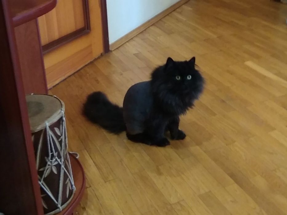 Грумер.Стрижка і вичісування котів  Виїзд на дім