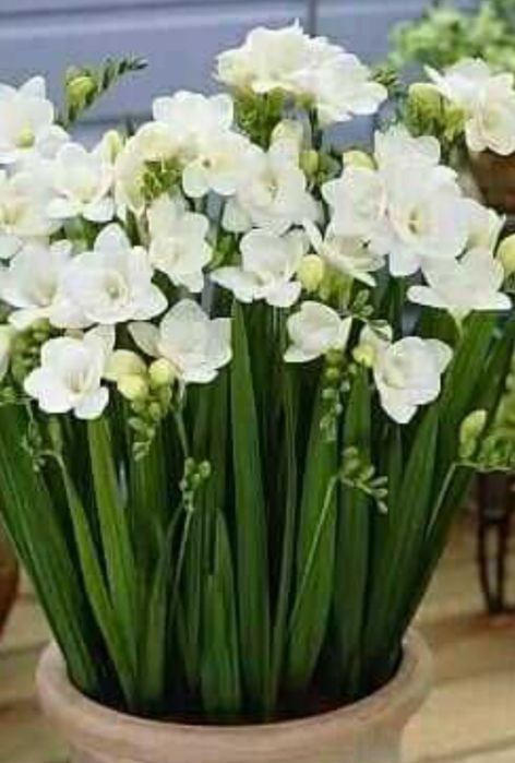 Продам цибулини махрової фрезії