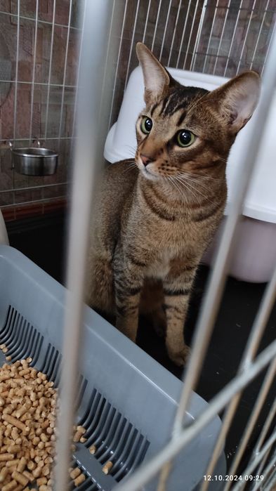 Котики - перетримка у великих боксах