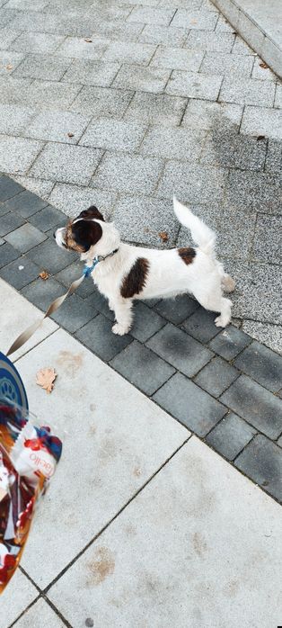 Pies Jack russell terrier reproduktor