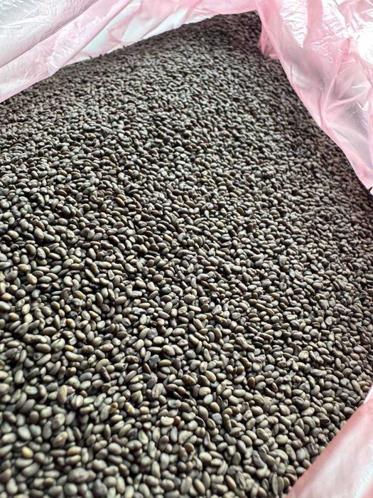 Продам насіння люцерни 22т магнічена