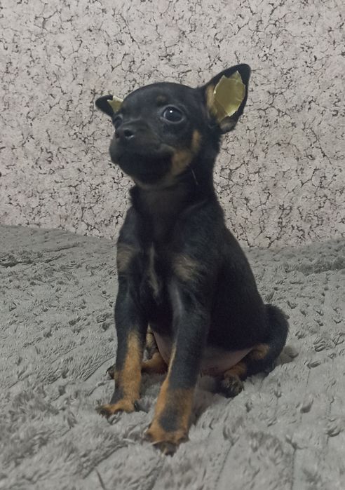 Маленький хлопчик тойчик