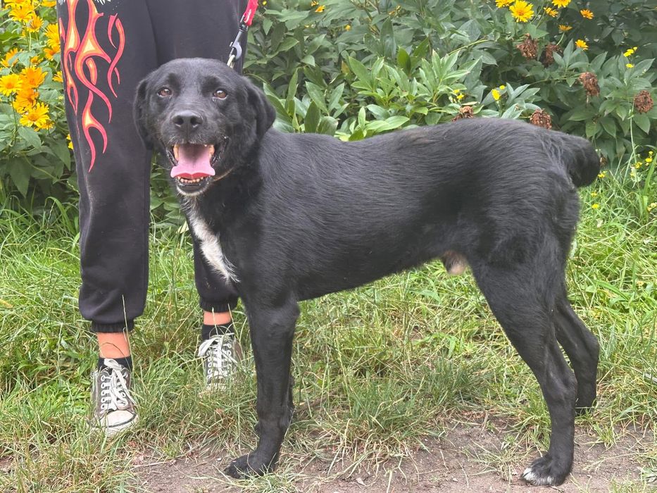 Niezwykly pies Orlando do adopcji!
