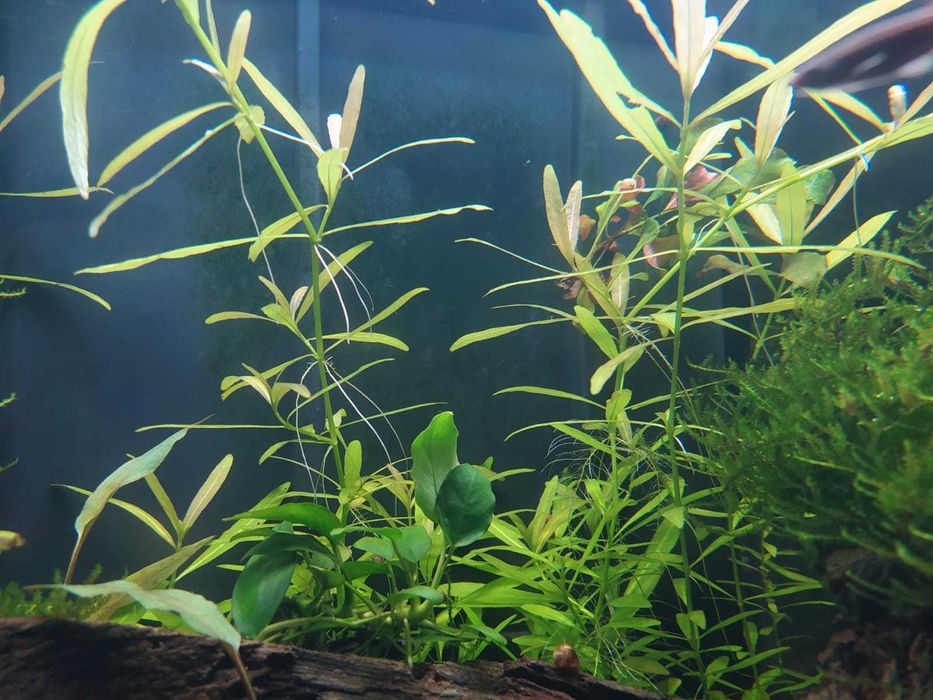 Plantas Aquário baixa manutenção