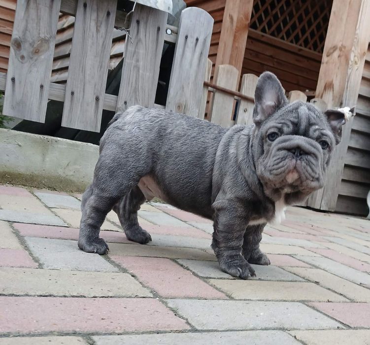 Гарний малюк французький бульдог