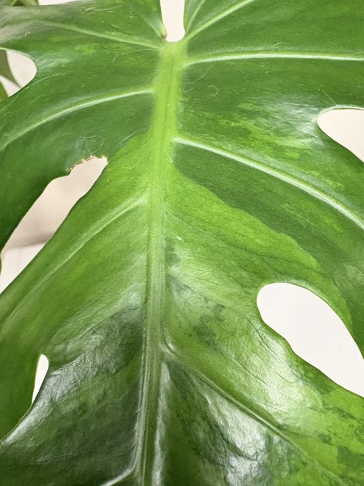 Monstera gog green on green