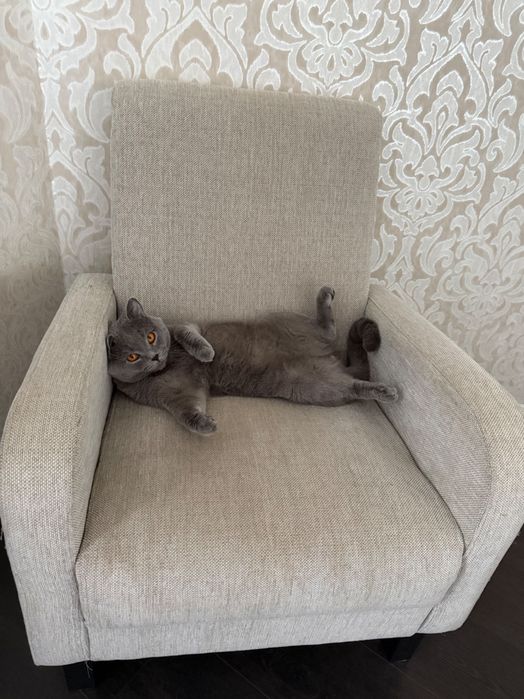 Віддам котика на вʼязку