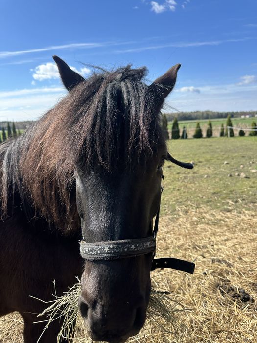 Koń rasy huculskiej