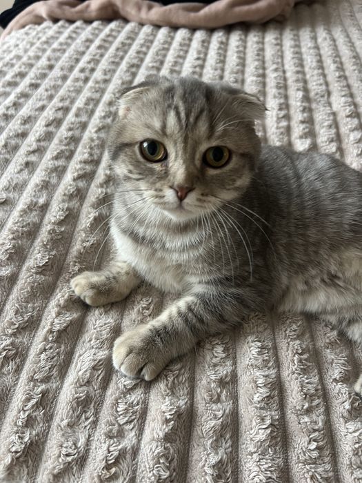 Висловухий муркотливий шотландець кошеня хлопчик scottish fold
