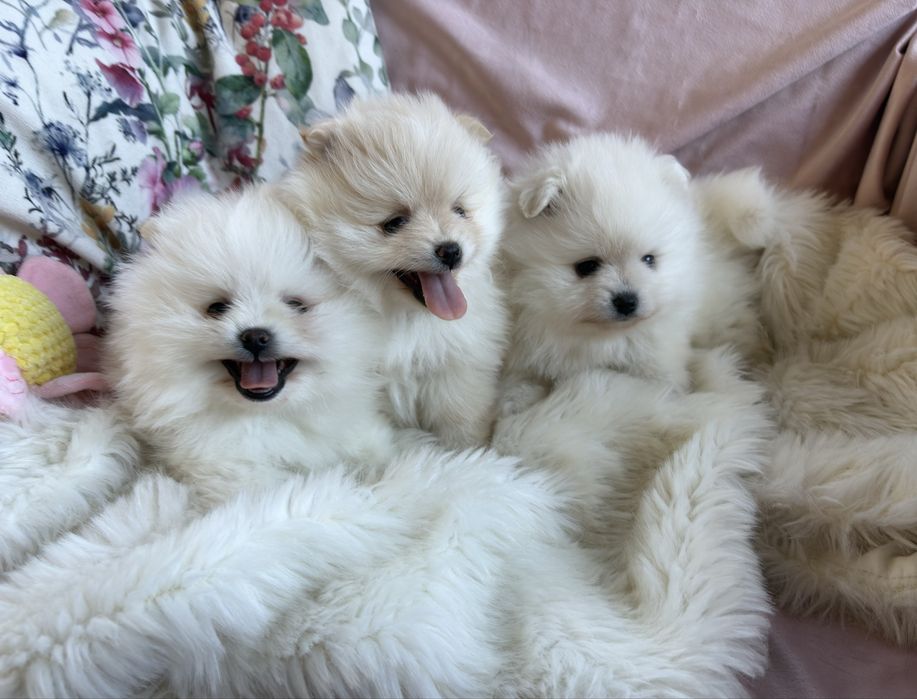 Puchate suczki Szpic miniaturowy Pomeranian
