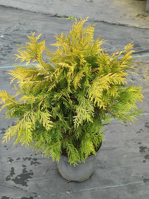 Tuja kula do 1 m żółta żywopłot