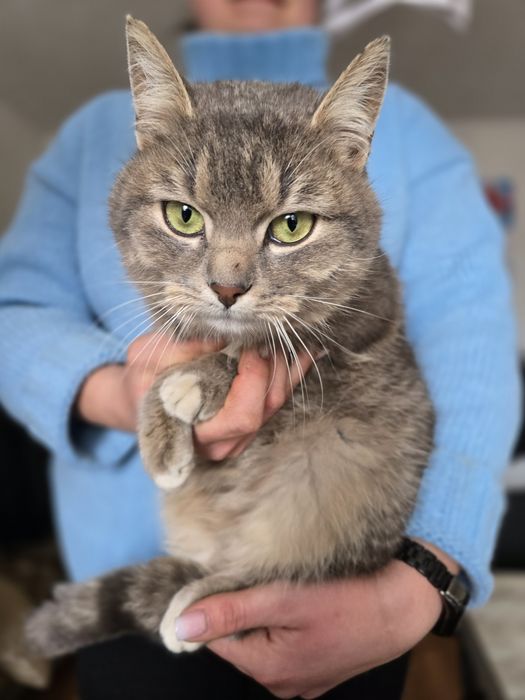 Котик в добрі ручки!