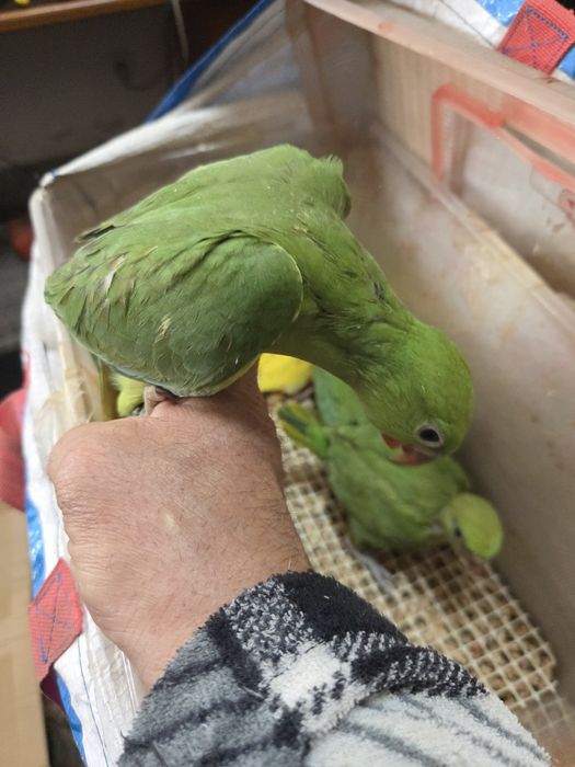 Papagaios diversas espécies