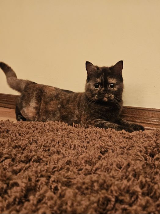 Віддам в добрі руки