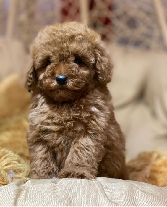 Той пуделек хлопчик . чекає родину