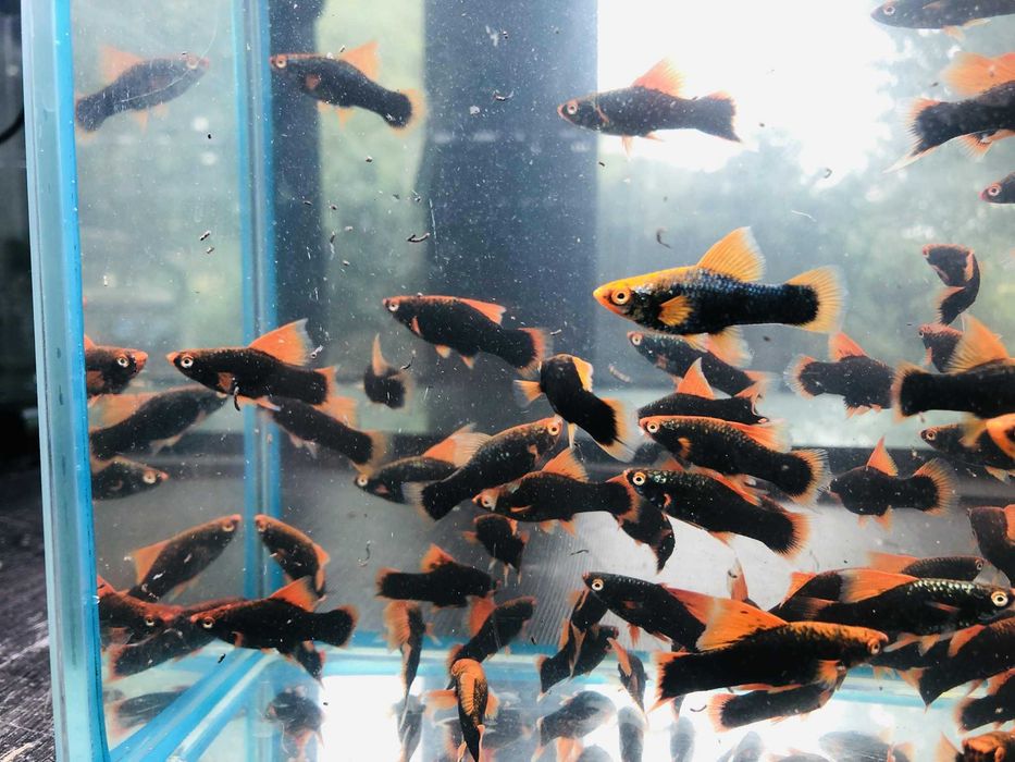 Mieczyk Hamburg Delta czerwony