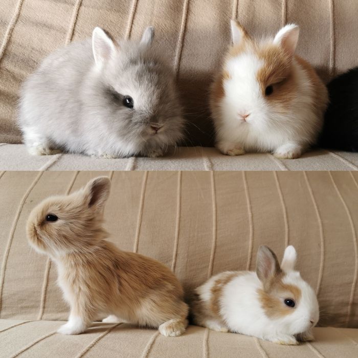 KIT Coelhos anões angorá, minitoy e mini holandês lindíssimos