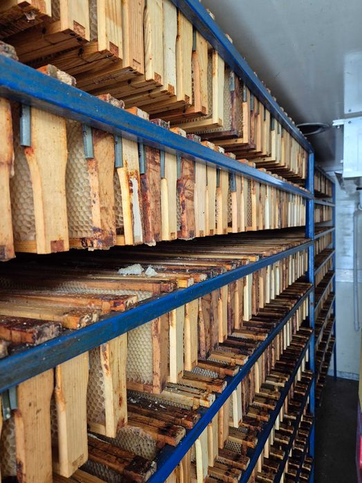 Ule dadant , miniplus sprzedam