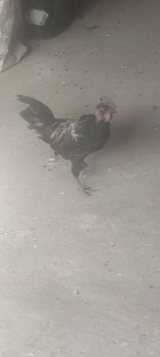 Granizas fêmeas e machos.