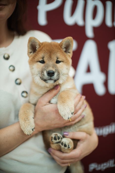 Likusia Dziewczynka shiba inu FCI po championie Polski