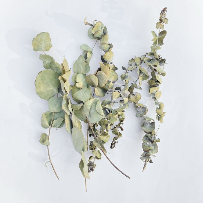 Гілочки сушеного евкаліпту