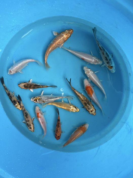 Carpas koi juvenis