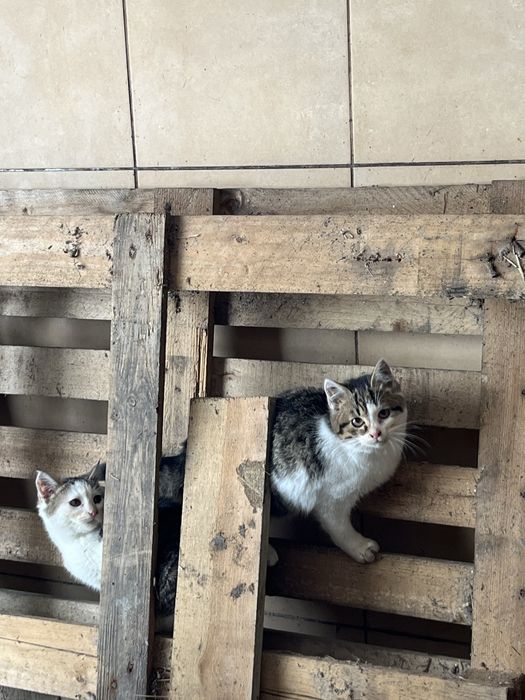 Oddam koty w dobre ręce