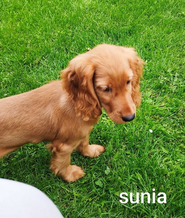 Cocker spaniel angielski