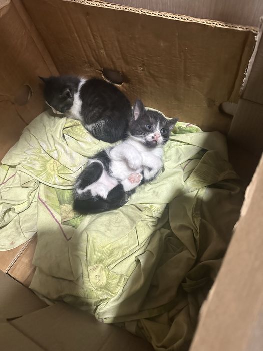 Безкоштовно!!!Кошенята