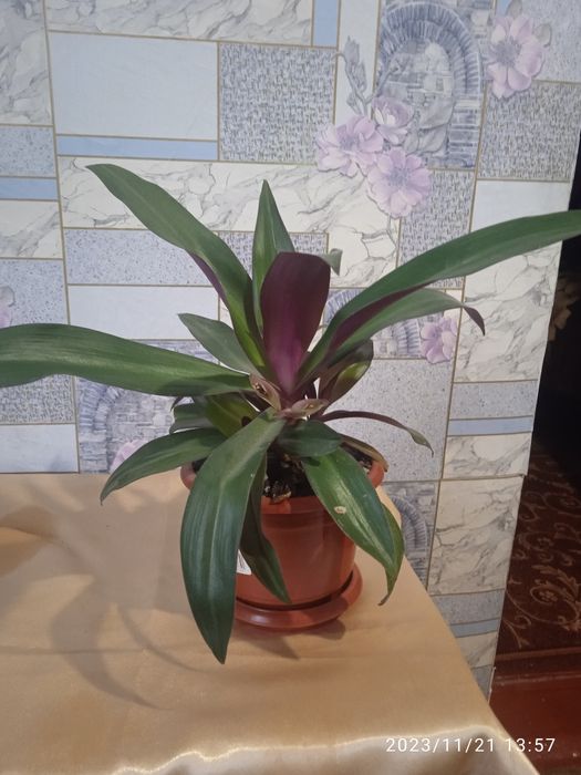 Продам Вазон рео