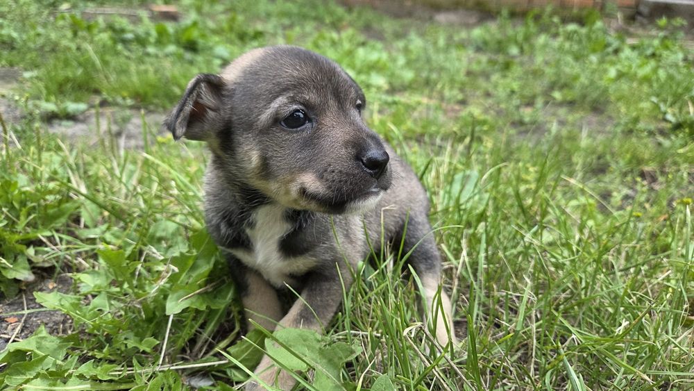 Szczeniaczki do adopcji za darmo