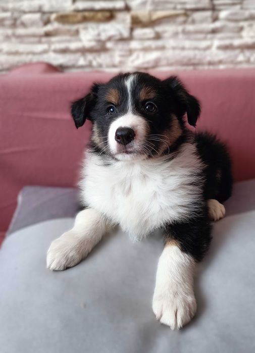 Border collie szczenię