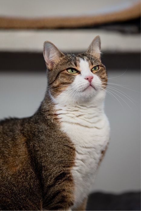 Pękna kotka do adopcji