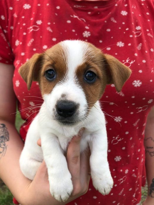 Девочки Джек Рассел терьера!