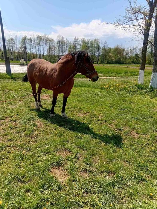Продам кобилу розумна не жеребна