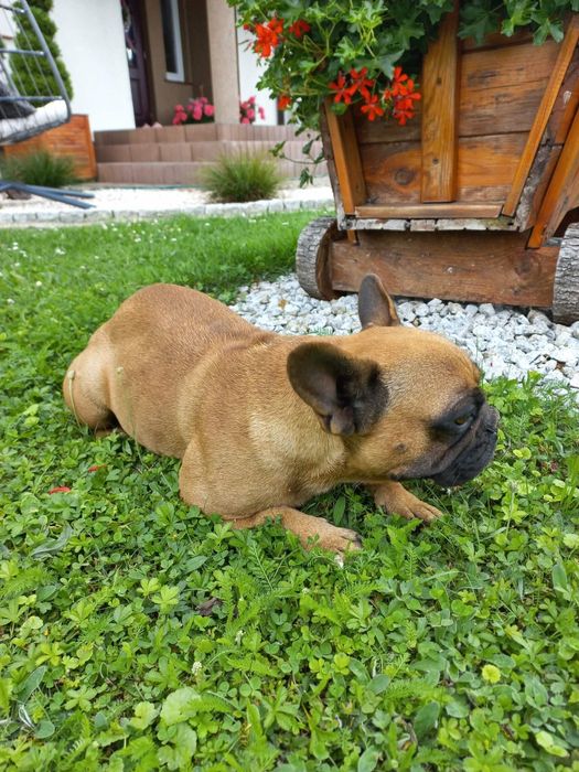 Buldog Francuski dorosła sunia