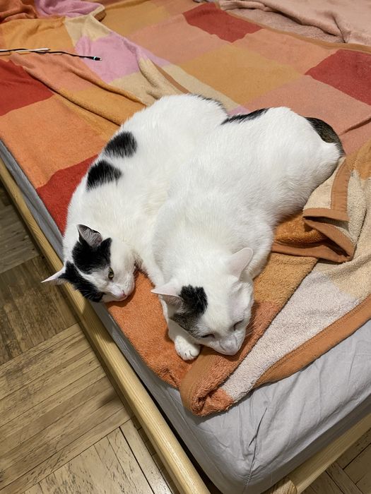 2 koty Ewa i Senya - brat z siostrą