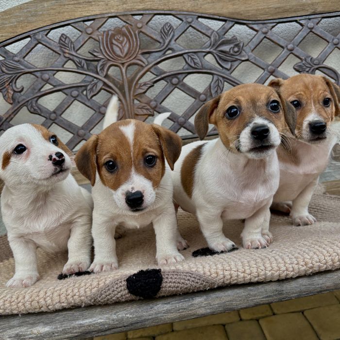 Jack Russel Terrier
