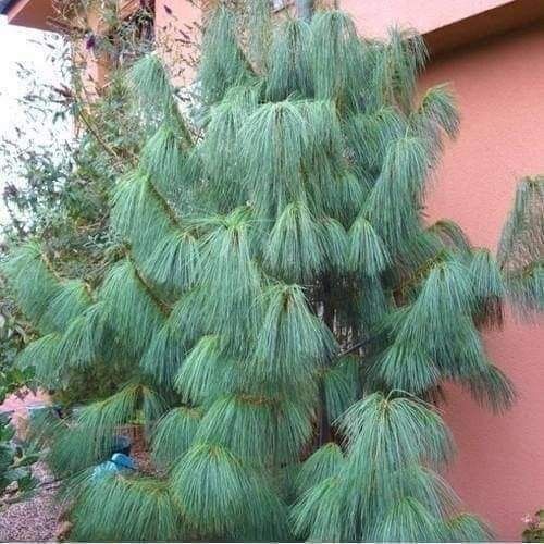 Сосна Гималайская  Сосна Черная сосна Пандеросса