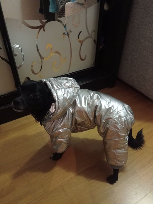 Продам комбінезон для собак