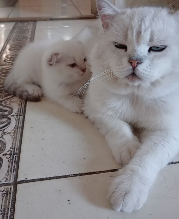 Вязка , британская шиншила. Поселок  Котовского