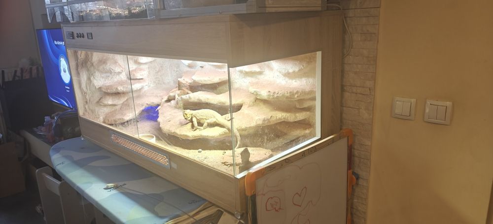 Terrarium z 2 Agamami