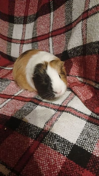 Морські свинки безкоштовно