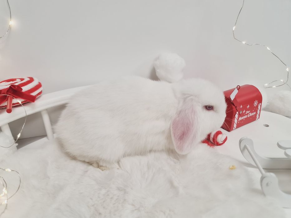 Mini lop królik króliczek miniaturka hodowla transport