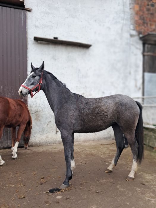 Sprzedam siwą klacz