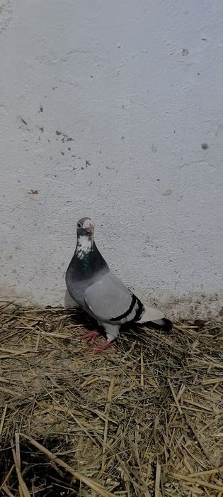 Sprzedam gołębie staropolskie