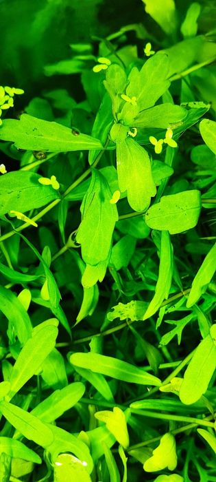 Продам невибагливі акваріумні рослини