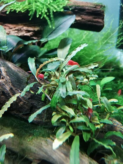 Bucephalandra 5 gatunków
