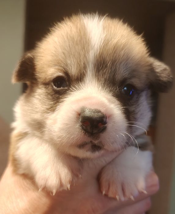 Welsh corgi pembroke